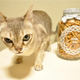 Illustration for article titled Japanese Cats that Look Like Yakuza Are Frighteningly Cute